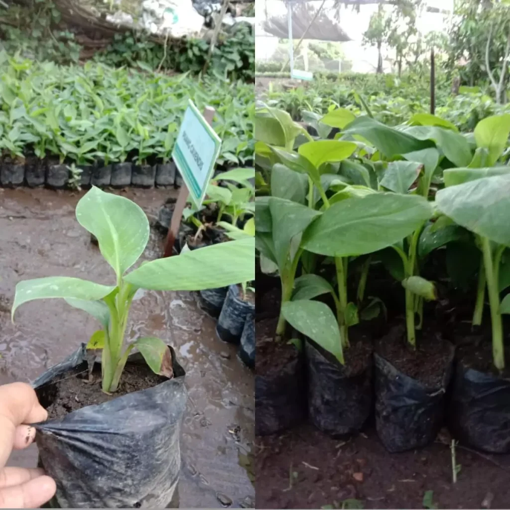 Jua Bibit Pisang harga Murah