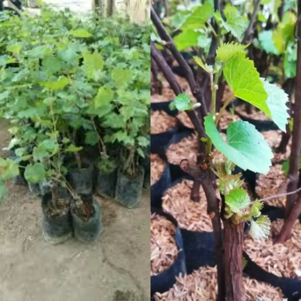 Jual Bibit Anggur Berbagai Jenis