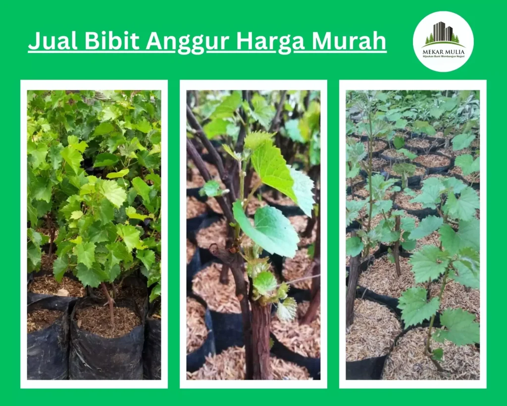 Jual Bibit Anggur Berkualitas dengan Harga Terjangkau