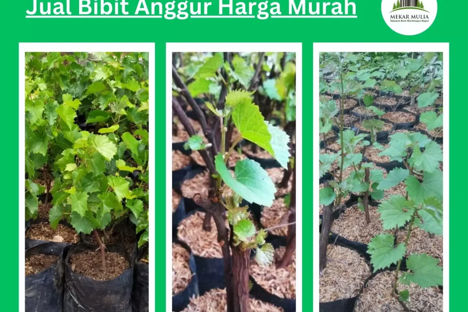 Jual Bibit Anggur Berkualitas dengan Harga Terjangkau