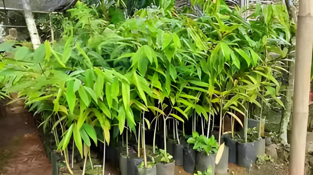 Jual Bibit Gaharu Harga Murah