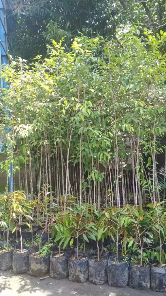 Jual Bibit Gaharu Tinggi 2 - 3 Meter