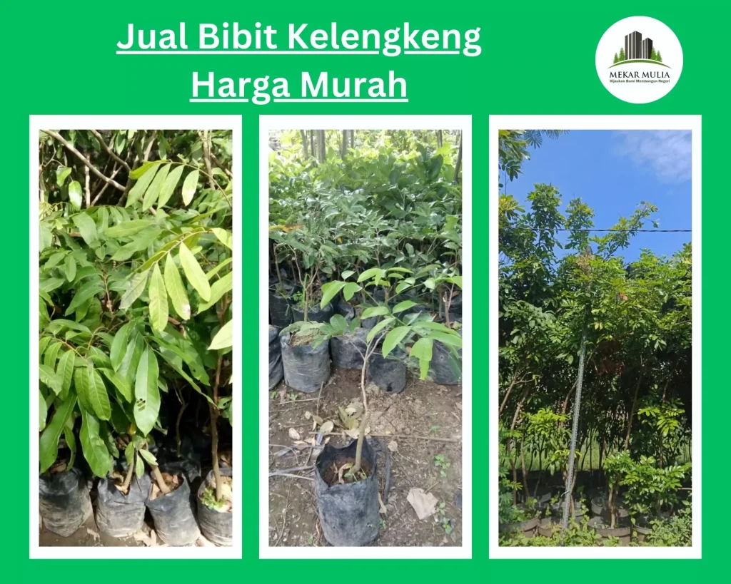 Jual Bibit Kelengkeng Berkualitas Harga Murah Semua Jenis