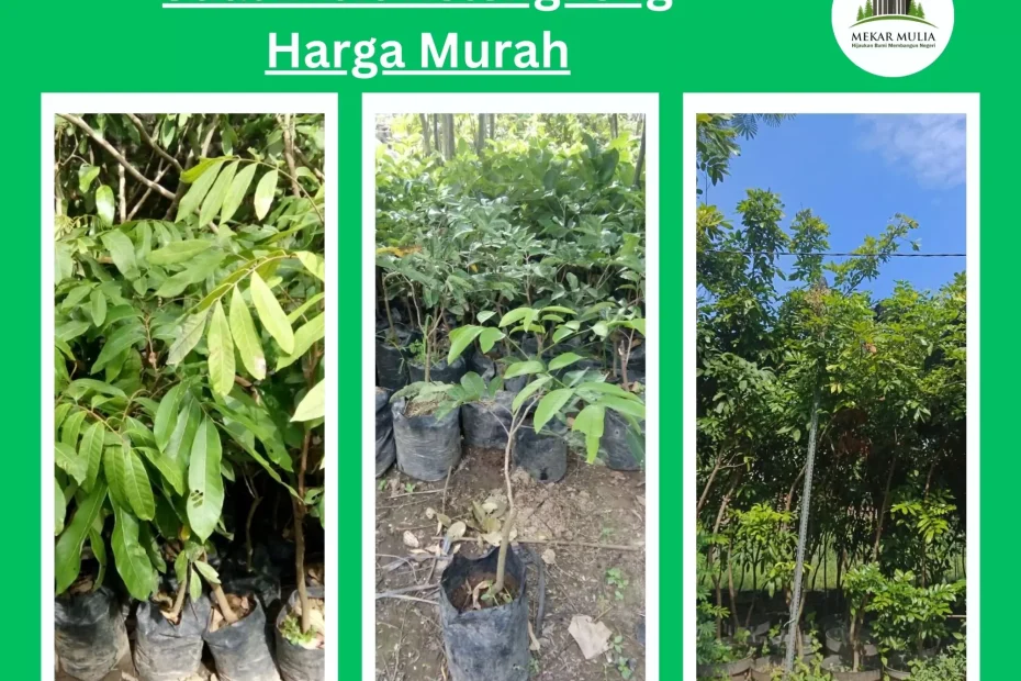 Jual Bibit Kelengkeng Berkualitas Harga Murah Semua Jenis