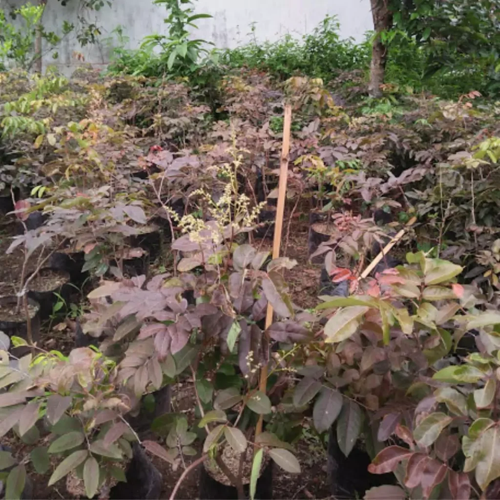 Jual Bibit Kelengkeng Merah