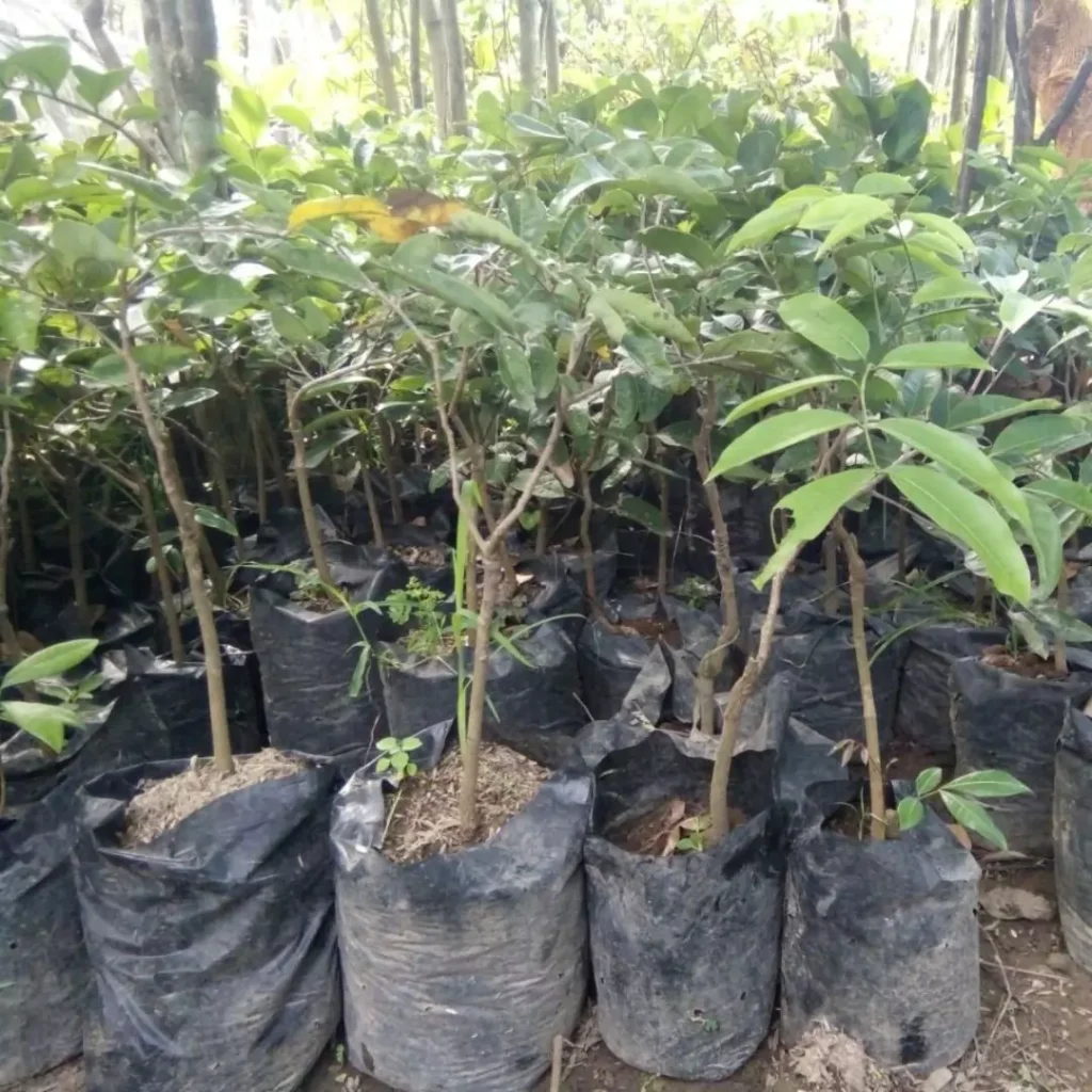 Jual Bibit Kelengkeng berkualitas