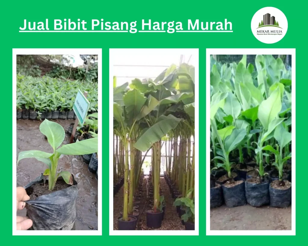 Jual Bibit Pisang Berkualitas untuk Pertanian, Harga Terjangkau dan Terpercaya