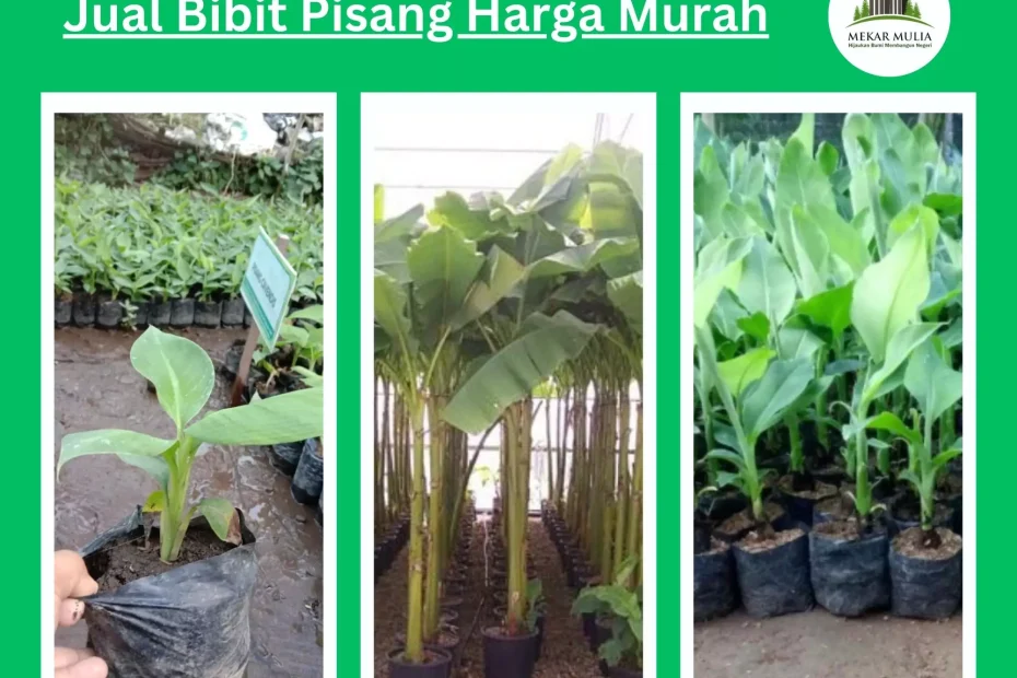 Jual Bibit Pisang Berkualitas untuk Pertanian, Harga Terjangkau dan Terpercaya