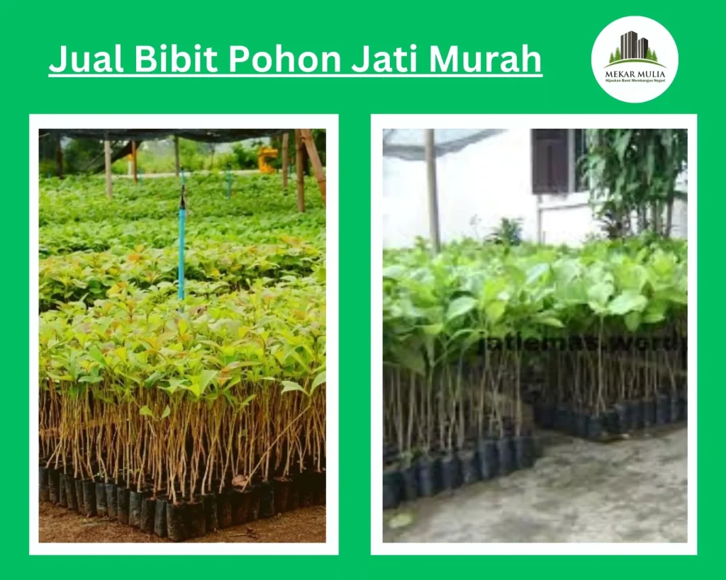Jual Bibit Pohon Jati Unggul Berbagai Ukuran dan harga Murah
