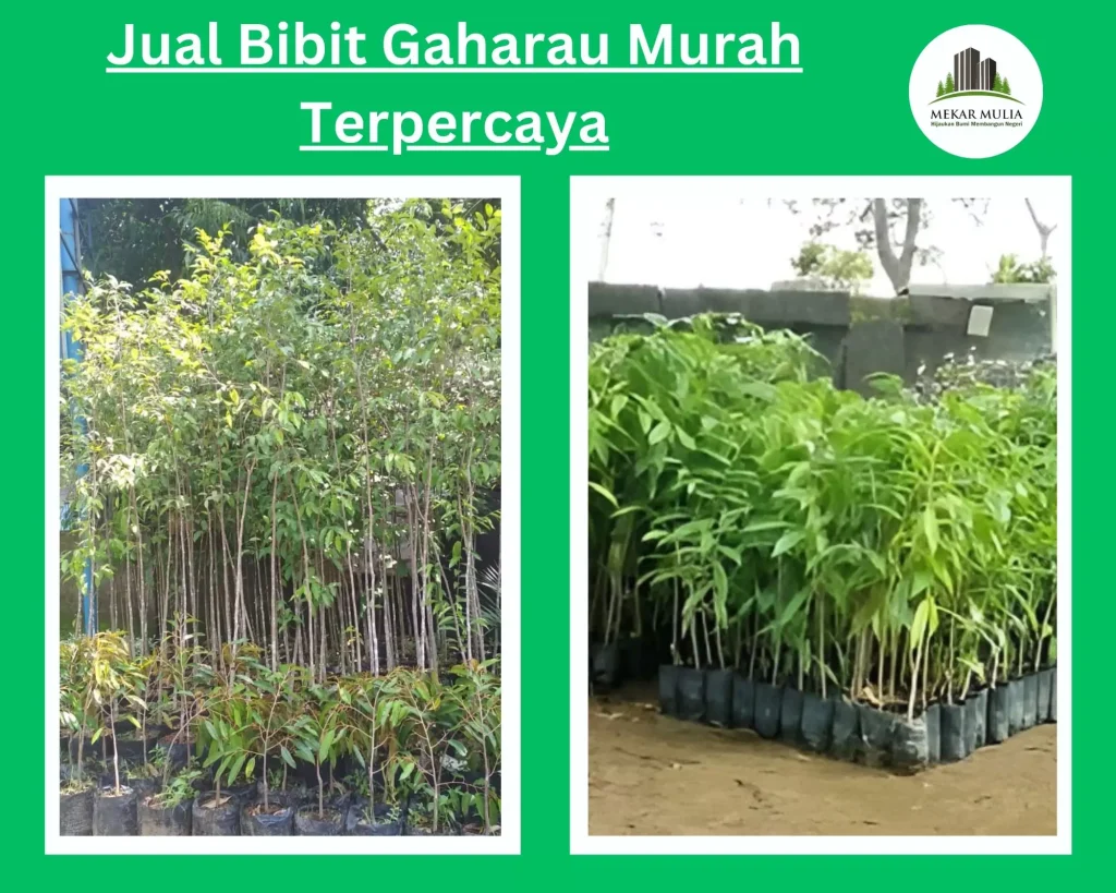 Jual Bibit Pohon gaharu Bibi - Besar Harga Murah