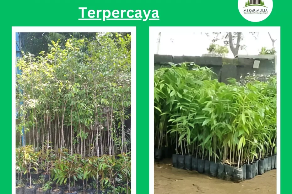 Jual Bibit Pohon gaharu Bibi - Besar Harga Murah