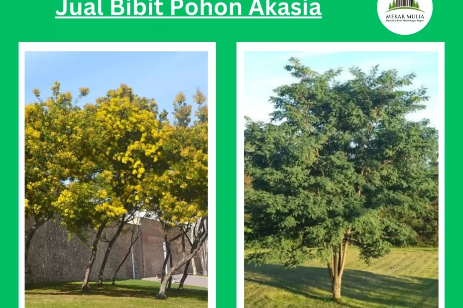 Jual Pohon Akasia Murah bibit sampai besar