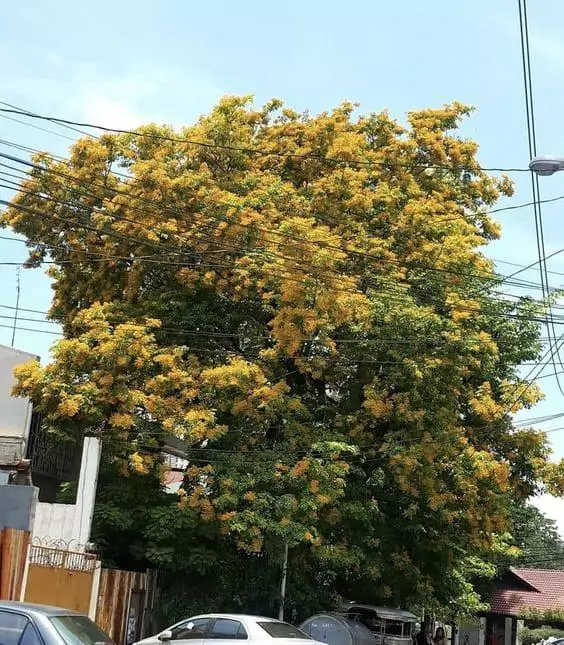 Jual Pohon Angsana Besar