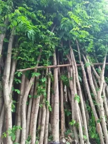 Jual Pohon Angsana