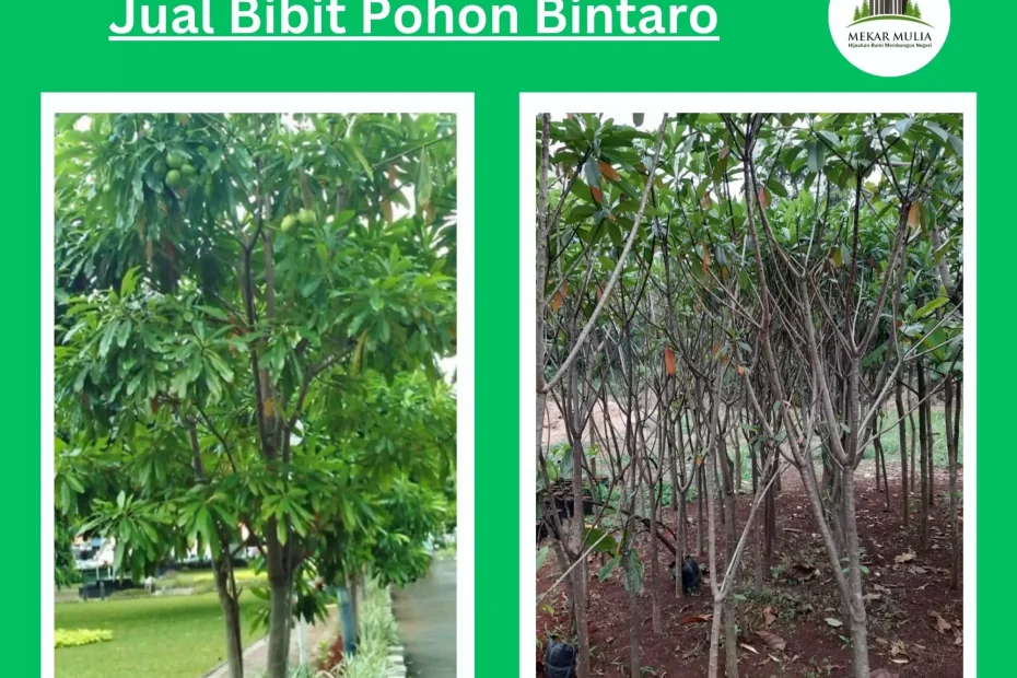 Jual Pohon Bintaro Bibit - Besar Harga Murah