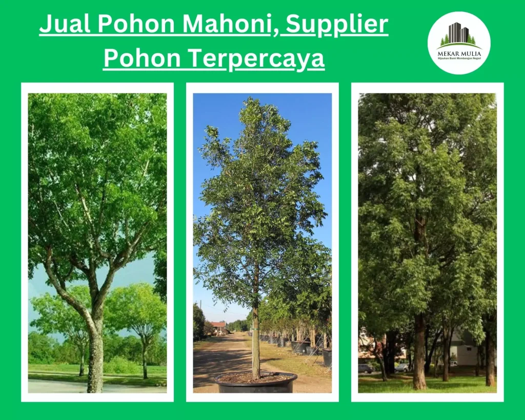 Jual Pohon Mahoni harga Murah Kualitas Unggul