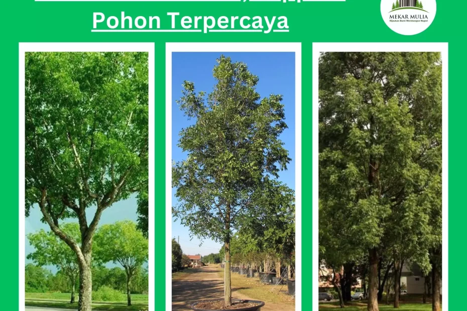 Jual Pohon Mahoni harga Murah Kualitas Unggul