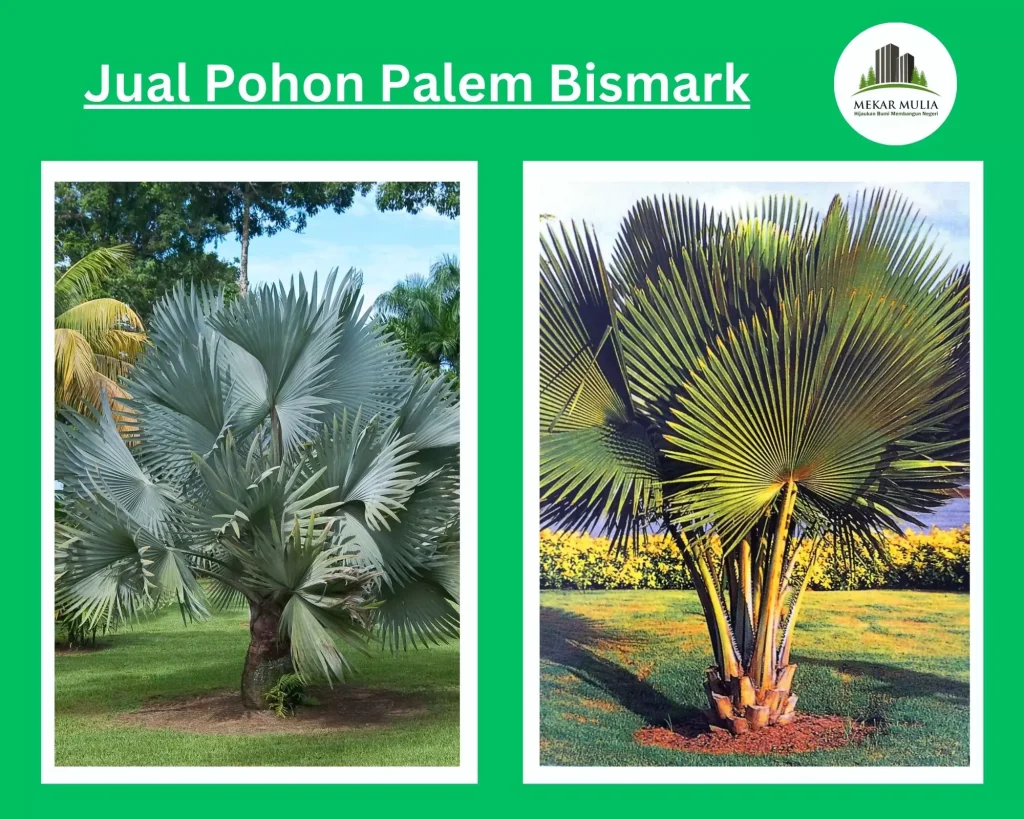 Jual Pohon Palem Bismark Berbagai Ukuran Supplier Tanaman Terpercaya