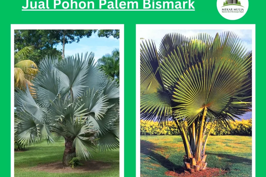 Jual Pohon Palem Bismark Berbagai Ukuran Supplier Tanaman Terpercaya