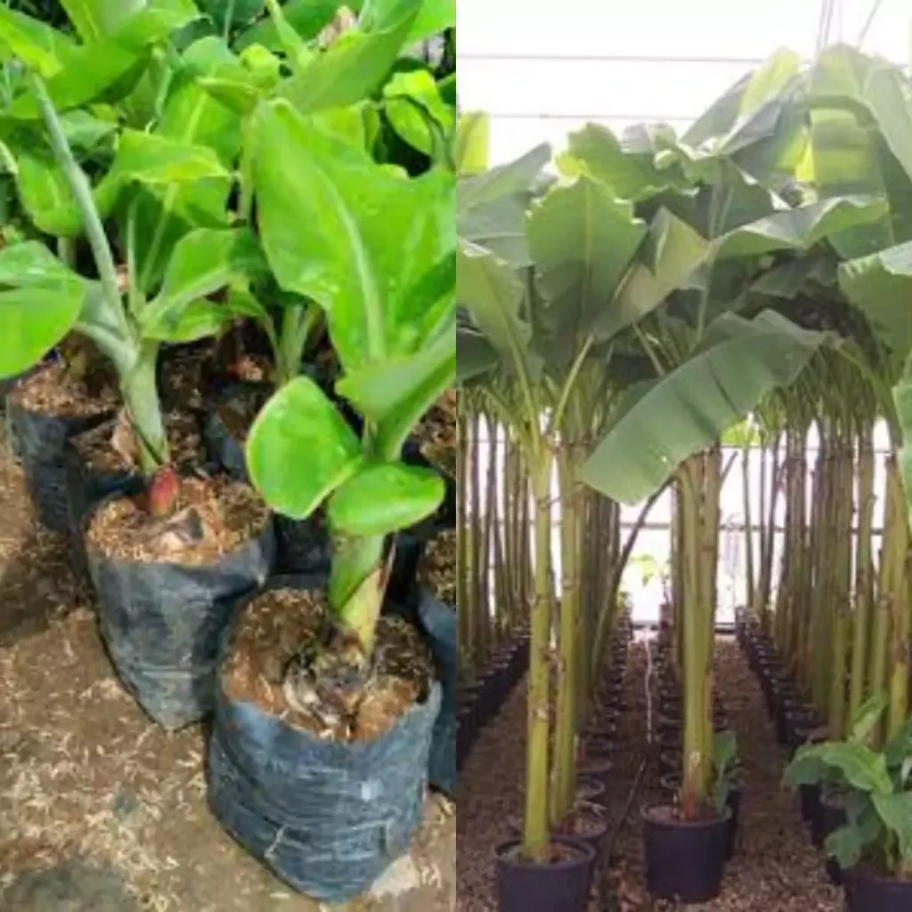 Jual Pohon Pisang Bibit - Besar