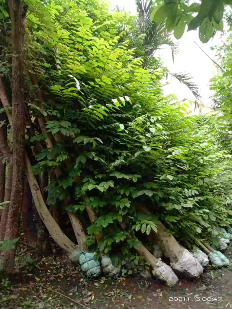 Jual Pohon Spathodea Harga Murah