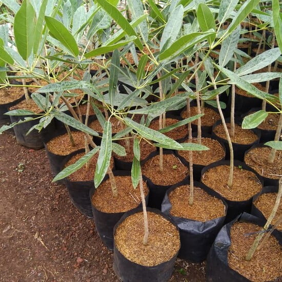 Harga Bibit Pohon Tabebuya