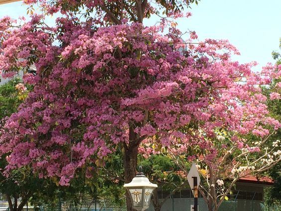 Harga Pohon Tabebuya Pink