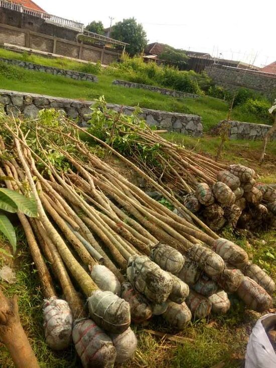 Harga Pohon Tabebuya Tinggi 1 2 Meter