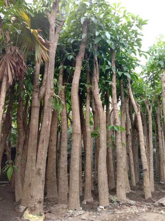 Harga Pohon Tabebuya Tinggi 4 Meter