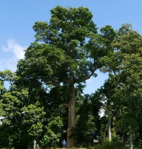Pohon Pule Besar
