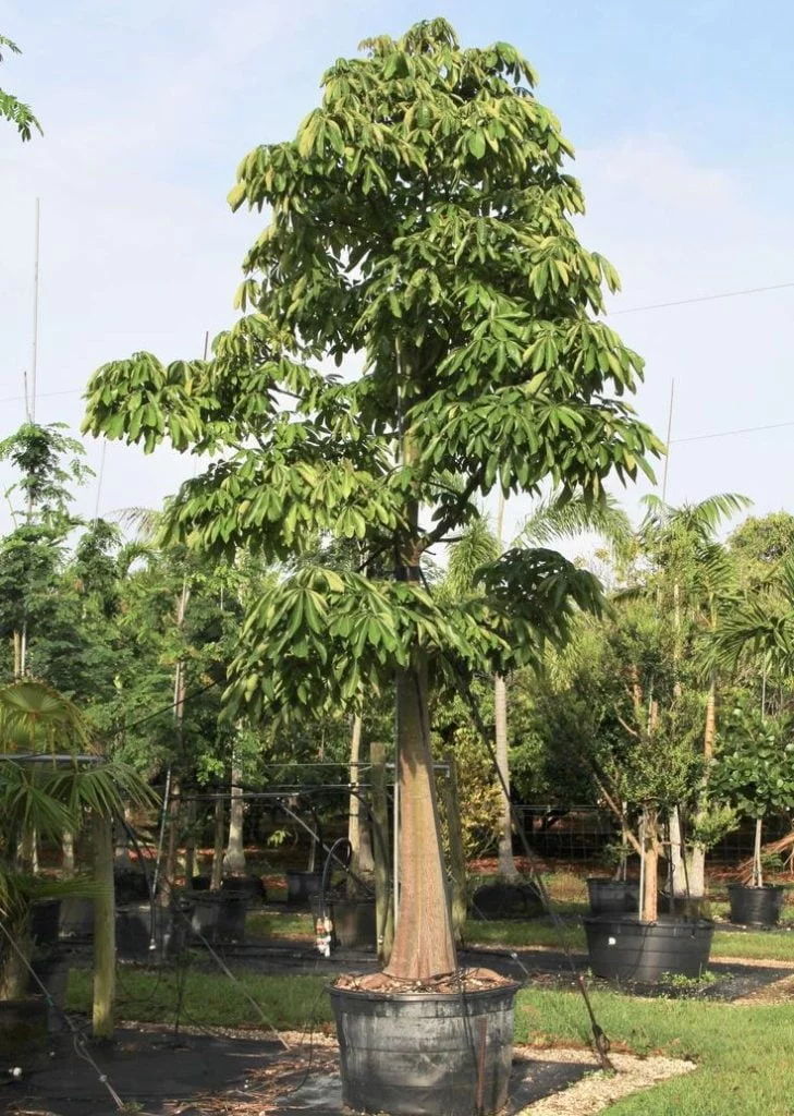 Pohon Pule dalam pot