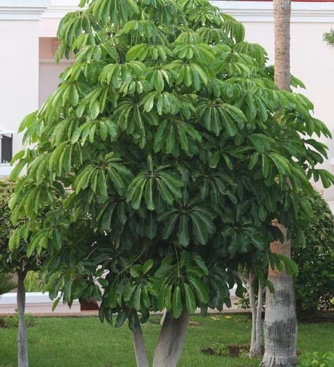 daun