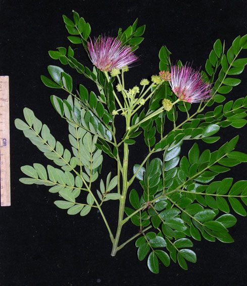 Daun Pohon Trembesi