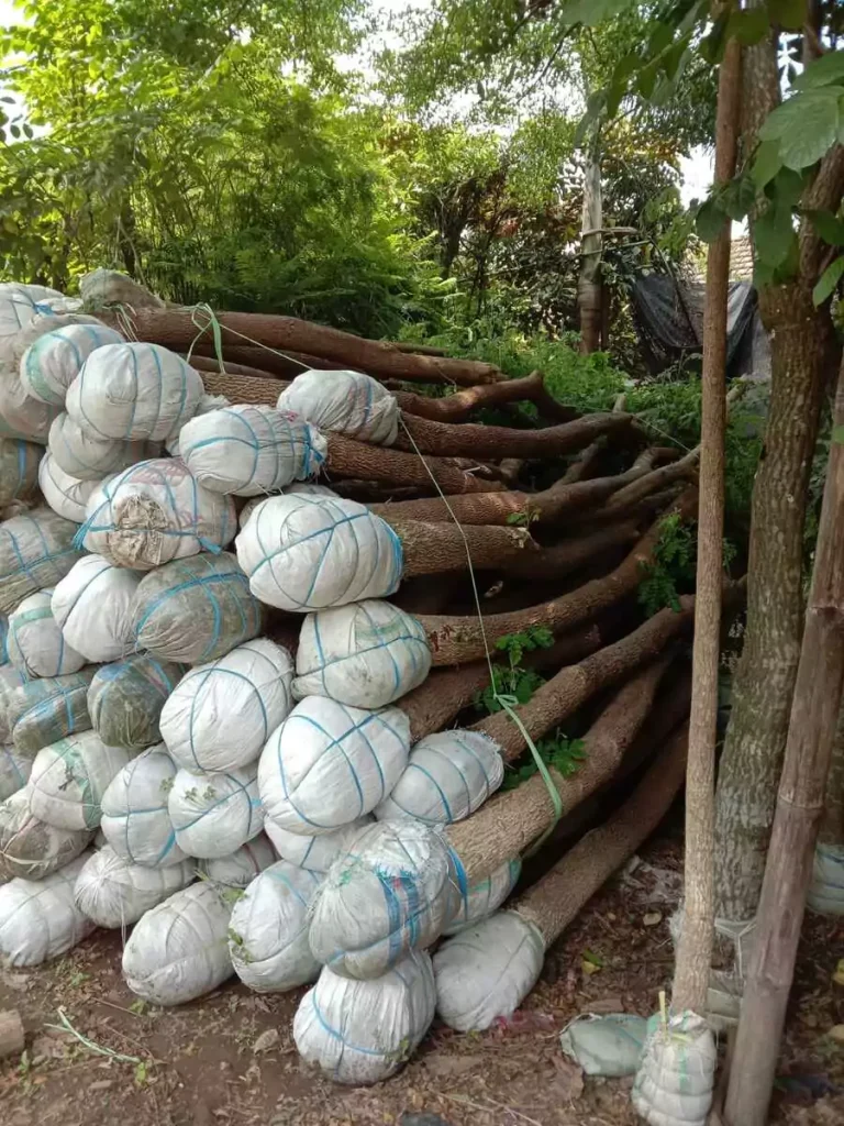 Jual Pohon Trembesi Besar