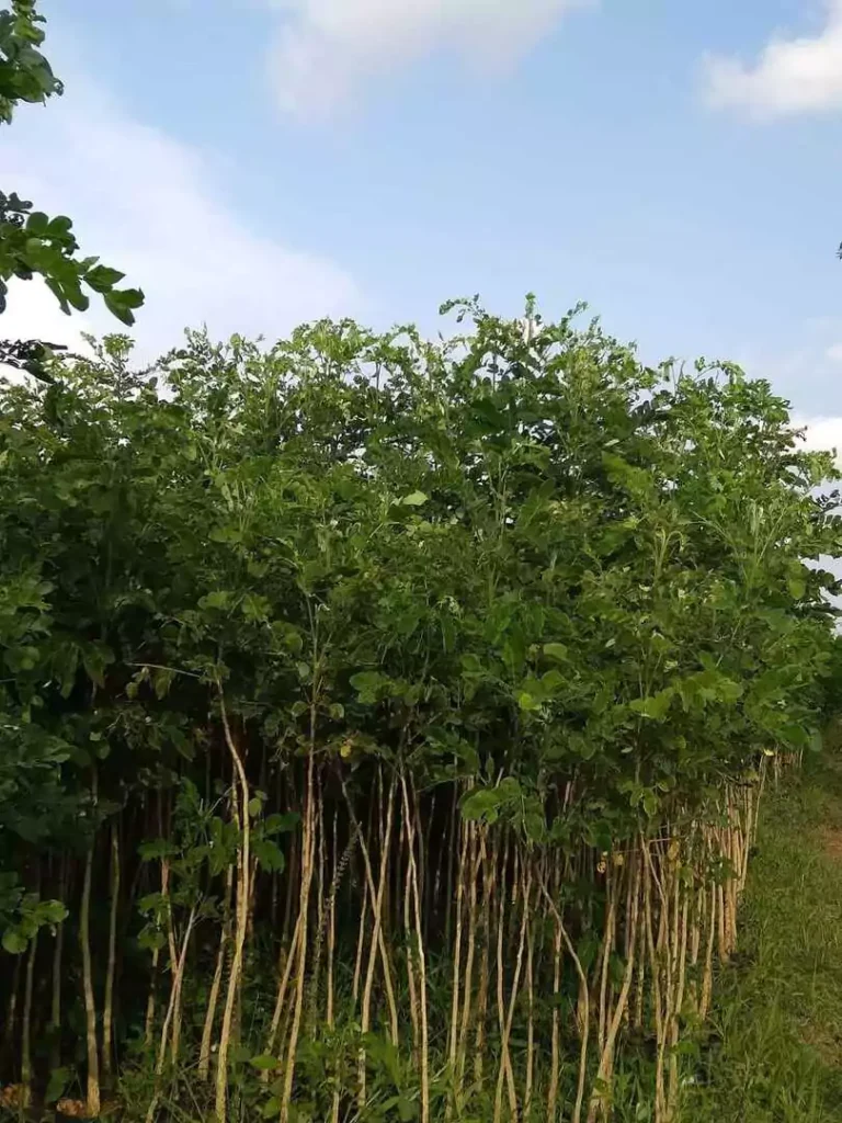 Jual Pohon trembesi 1 2 3 Meter