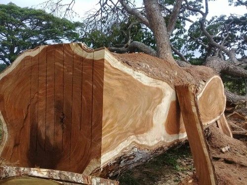Kayu Pohon Trembesi