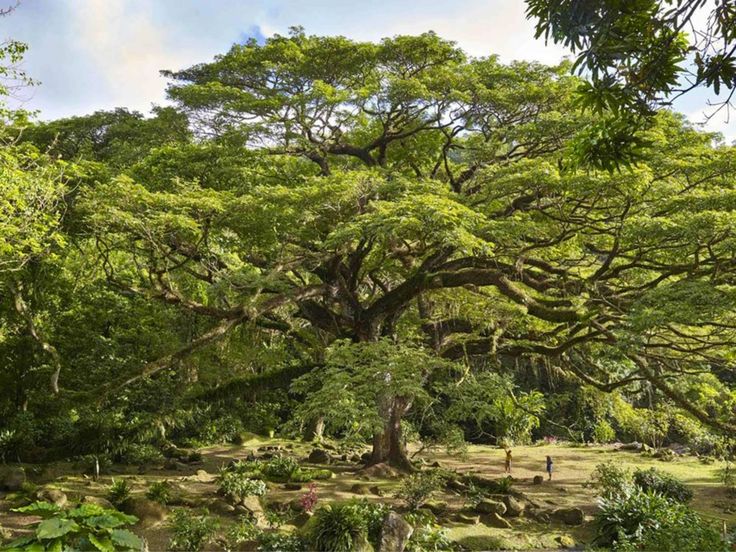 Pohon Trembesi (Samanea Saman)