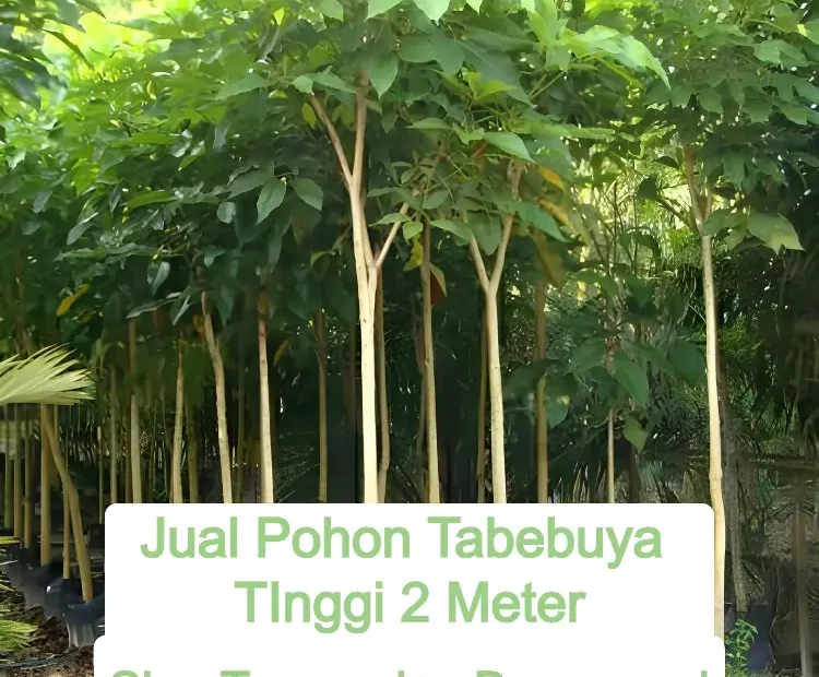 Jual Pohon Tabebuya Tinggi 2 Meter