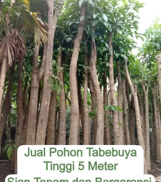 Jual Pohon Tabebuya Tinggi 5 Meter