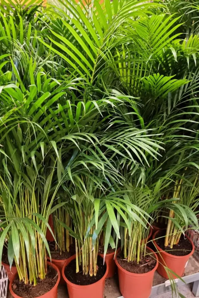 Jual Tanaman Pohon Palem Kuning