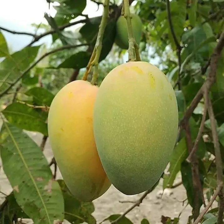 Buah
