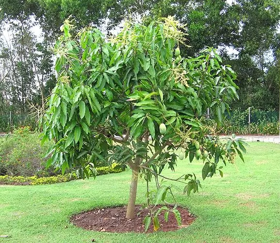 Cara Menanam Pohon Mangga