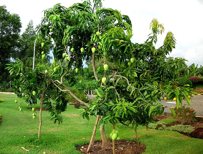 Cara Merawat Pohon Mangga