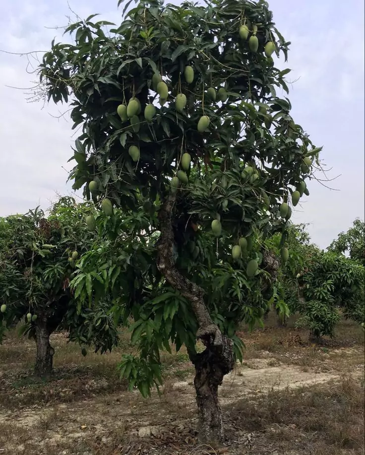 Jenis Pohon Mangga