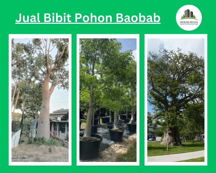 Jual Pohon Baobab Besar Harga Murah