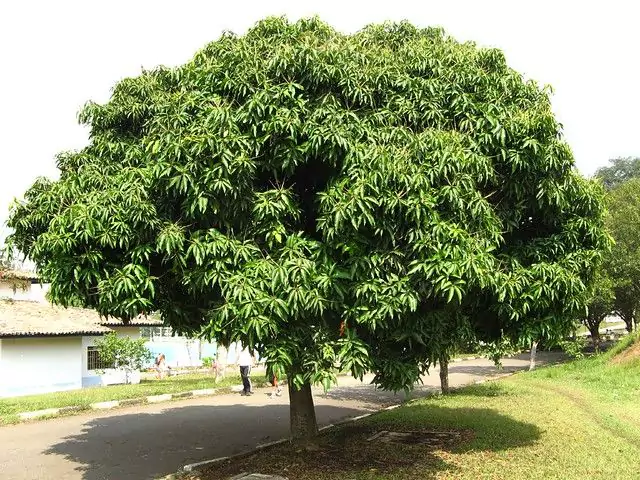 Klasifikasi Pohon Mangga