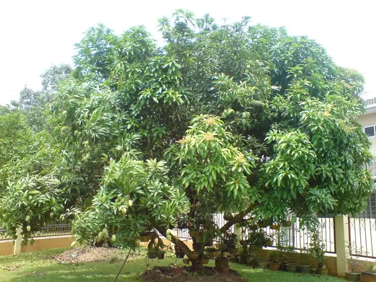 Manfaat Pohon Mangga