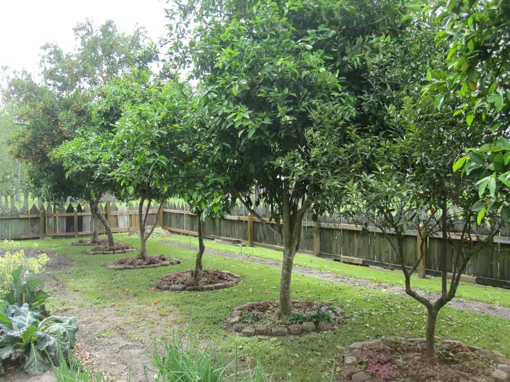 Pohon Mangga Bermanfaat Untuk Ekonomi