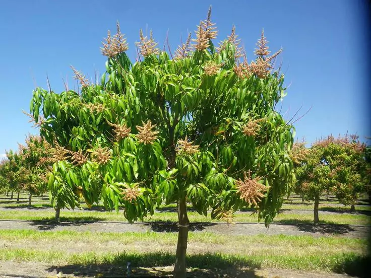 Pohon Mangga Bermanfaat Untuk Lingkungan