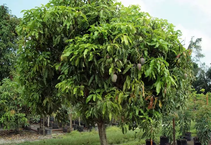 Pohon Mangga